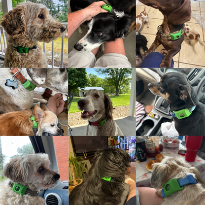 BauPaw™ Pendentif – 12 mois de protection naturelle pour chiens