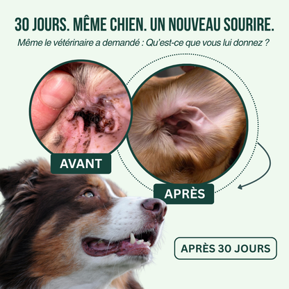 Spray Auriculaire BauPaw™ – Élimine les bactéries responsables du cérumen et des mauvaises odeurs chez le chien