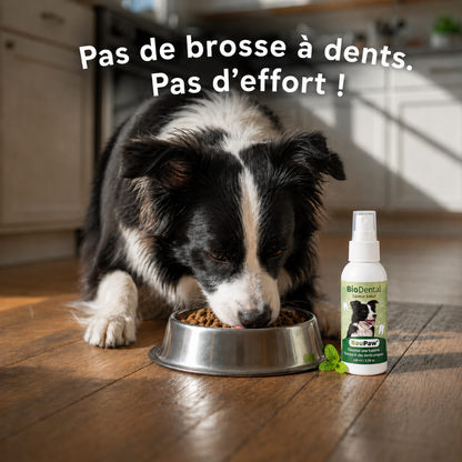 Spray Dentaire BauPaw™ – Élimine les bactéries qui causent tartre et mauvaise haleine chez les chiens