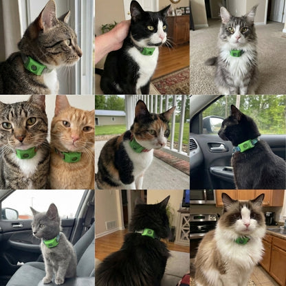 BauPaw™ Pendentif – 12 mois de protection naturelle pour chats