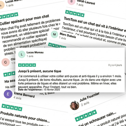 BauPaw™ Pendentif – 12 mois de protection naturelle pour chiens