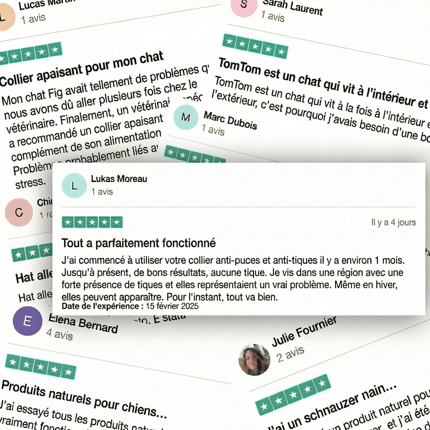 BauPaw™ Pendentif – 12 mois de protection naturelle pour chats