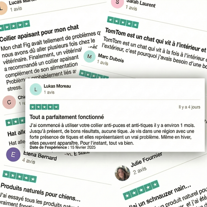 BauPaw™ Pendentif – 12 mois de protection naturelle pour chats